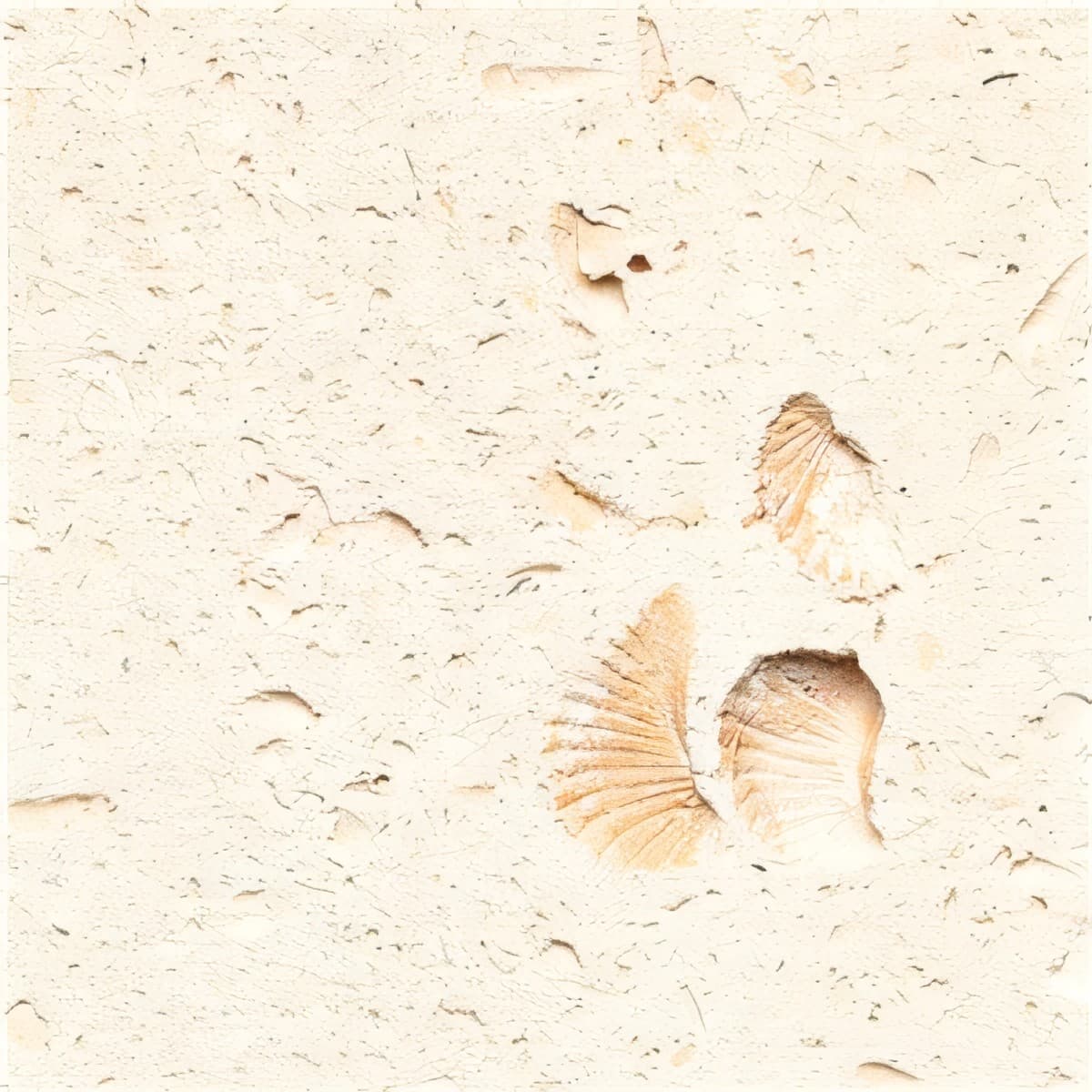 ULG-LMS-040 - Cordova Shell Limestone — image 1