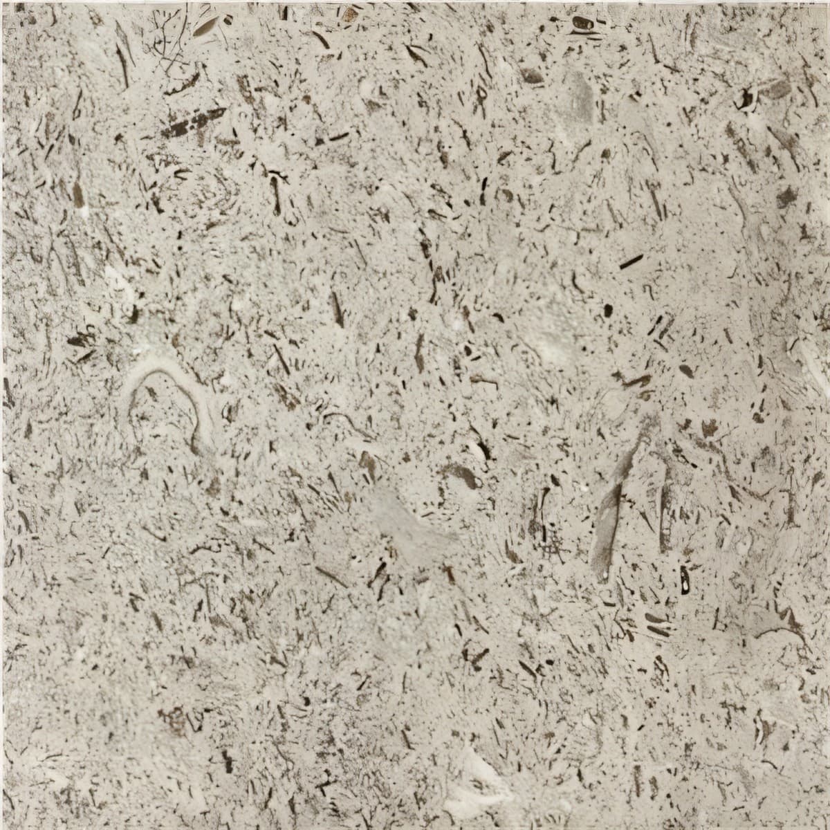 ULG-LMS-045 - Aurisina Granitello Limestone — image 1