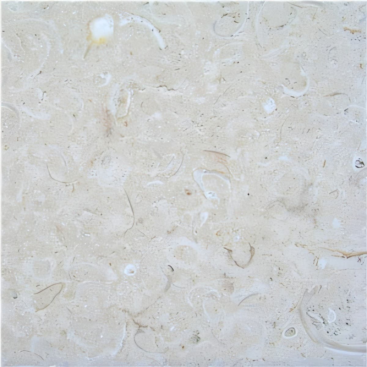 ULG-LMS-061 - Coquina Shellstone — image 1