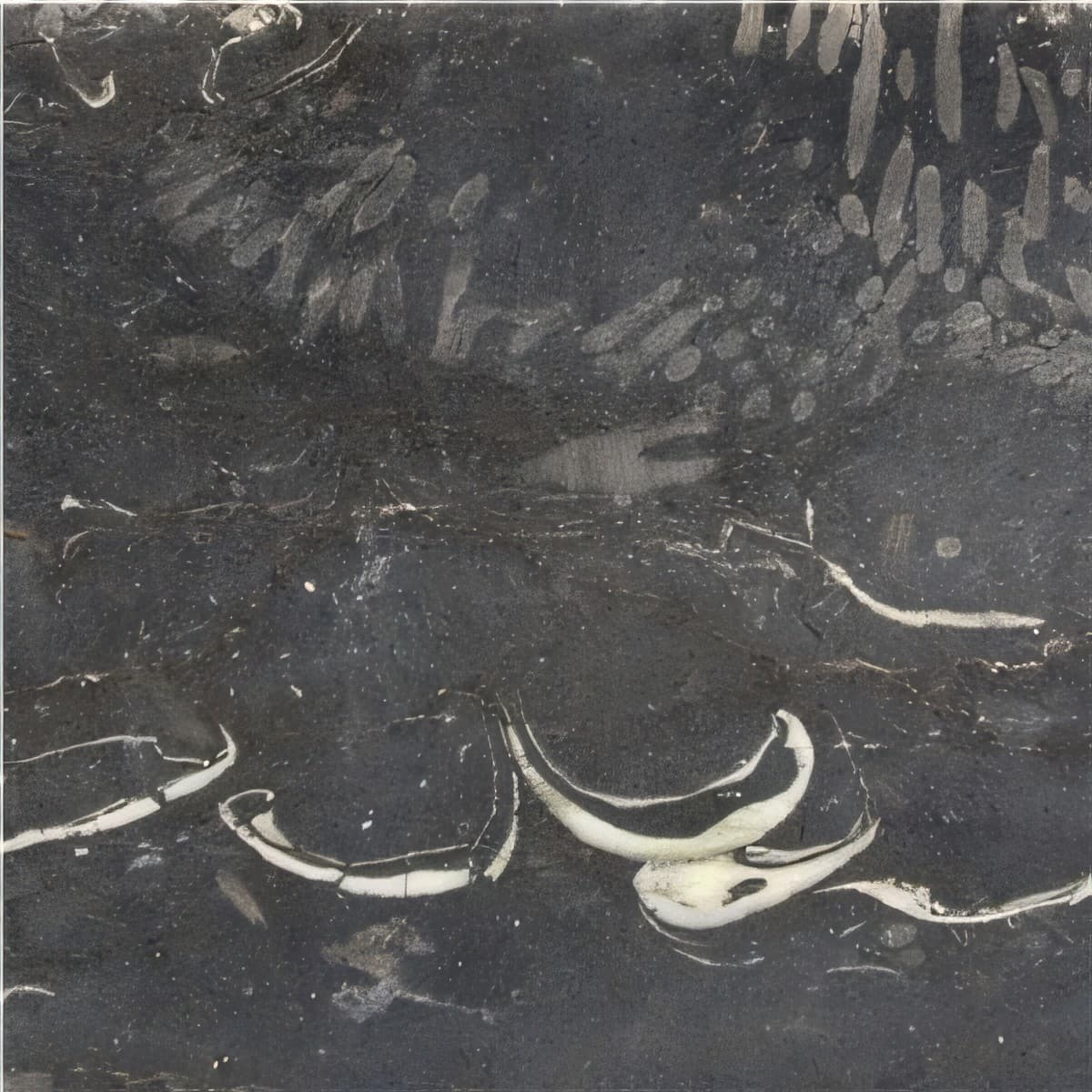 ULG-LMS-072 - Kilkenny Black Fossil Limestone — image 1