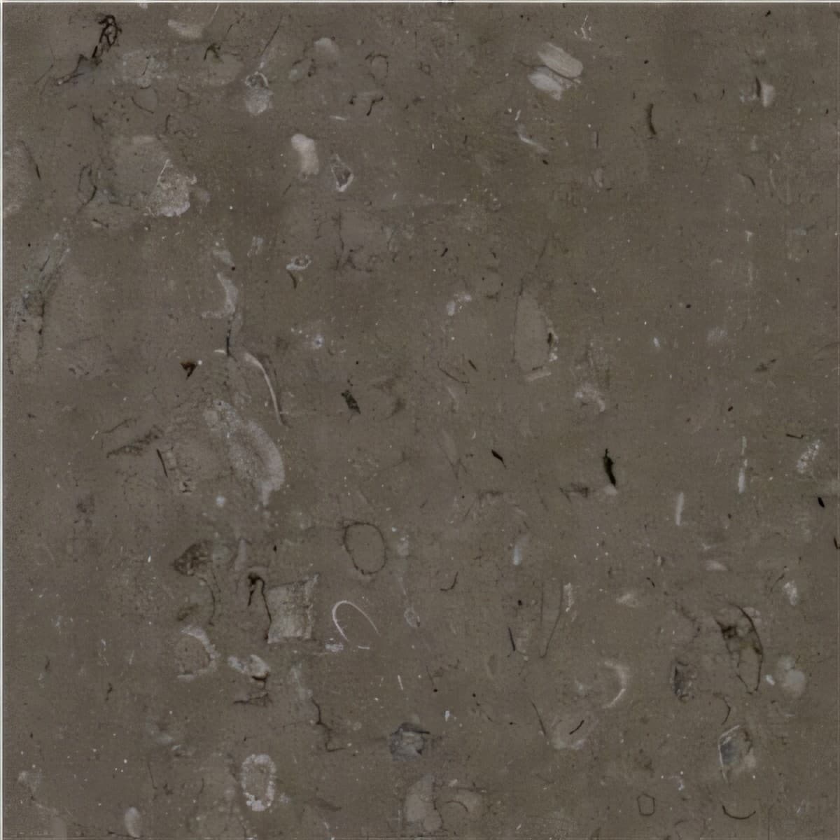 ULG-LMS-095 - Lipica Fiorito Limestone — image 1