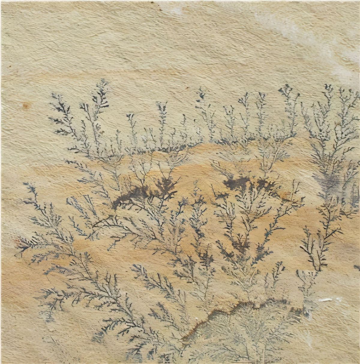 ULG-SND-012 - Fossil Sandstone — image 1